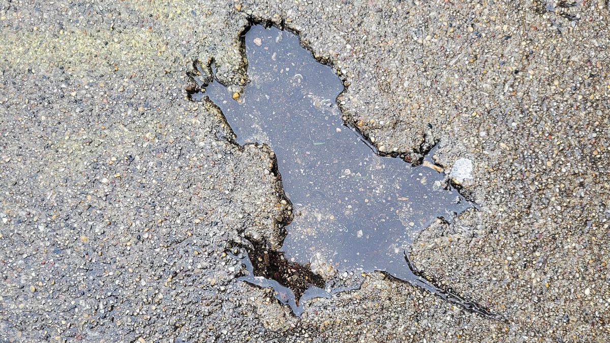 Scientists Solved Chicago’s ‘Rat Hole’ Mystery, And The Culprit Is Adorable : ScienceAlert