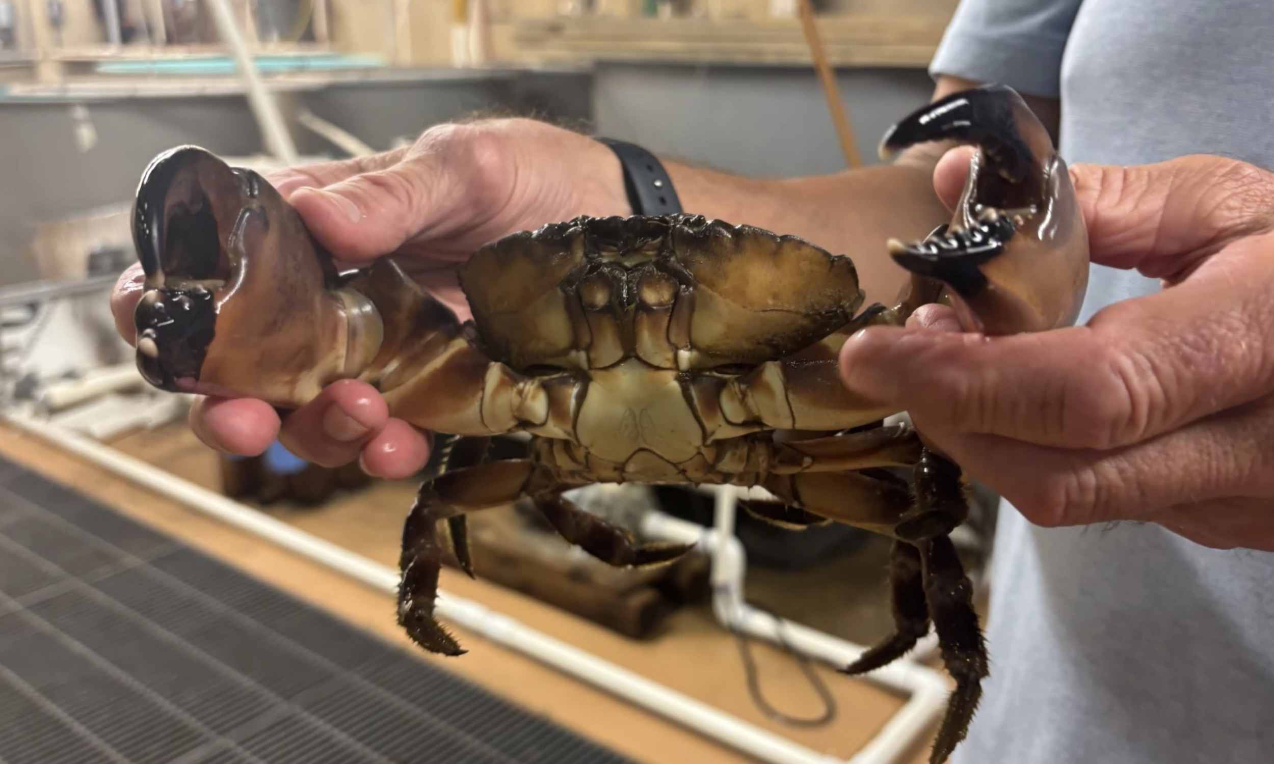First reported sightings of stone crabs in Virginia waters