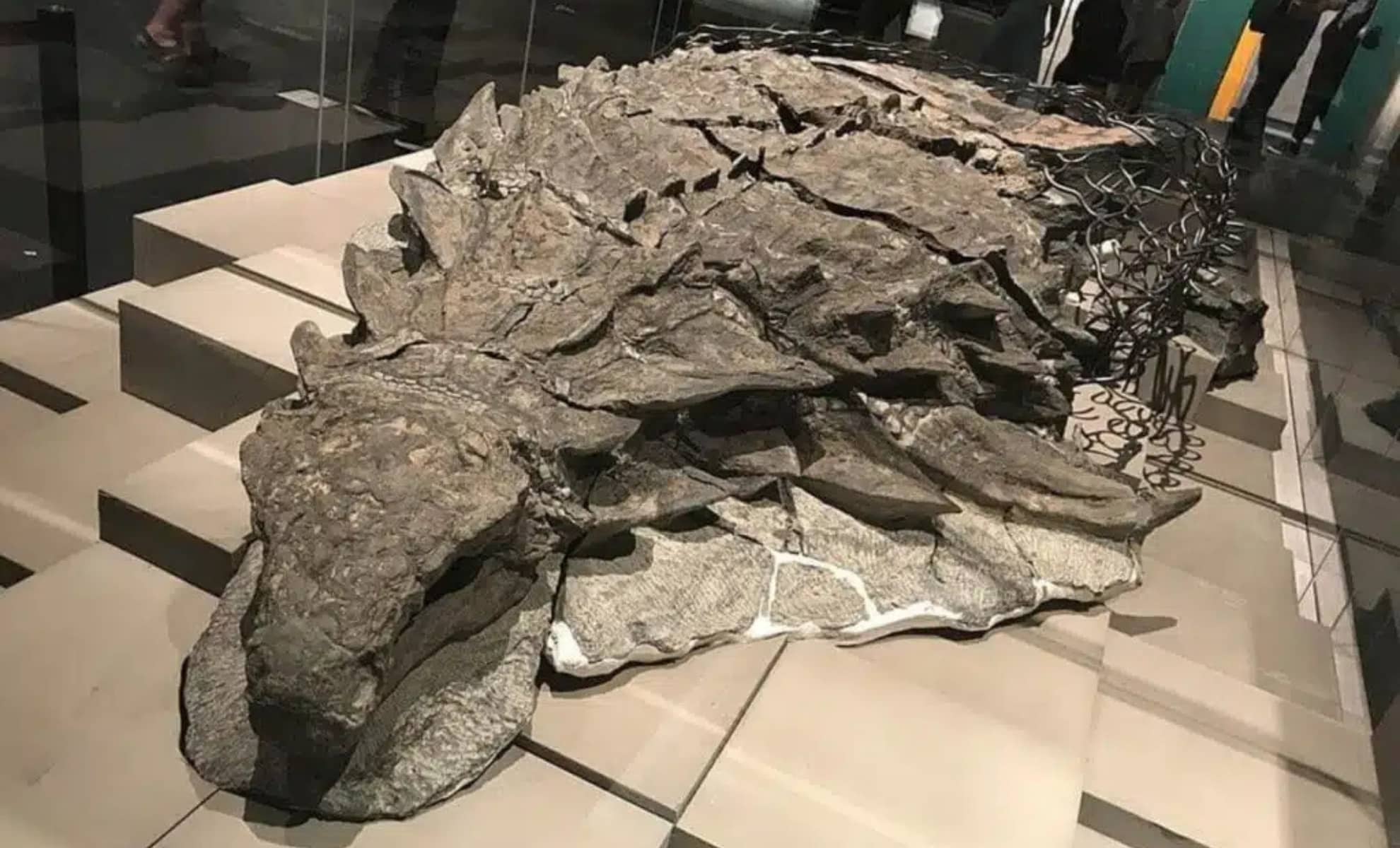 110-Million-Year-Old Dinosaur ‘Mummy’ Discovered in Canada Stuns Scientists With Intact Skin and Organs