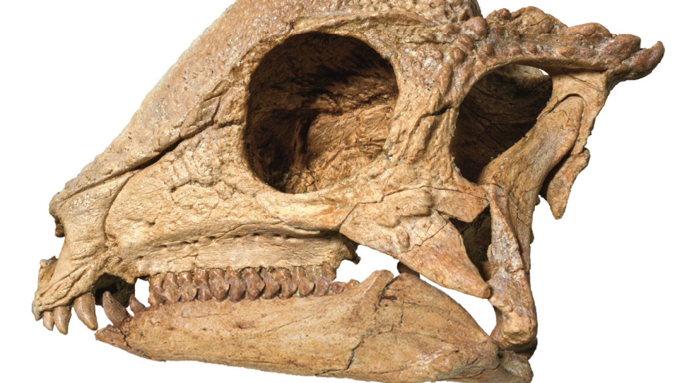 This pachycephalosaur fossil emerges like a perfectly polished jewel : NPR