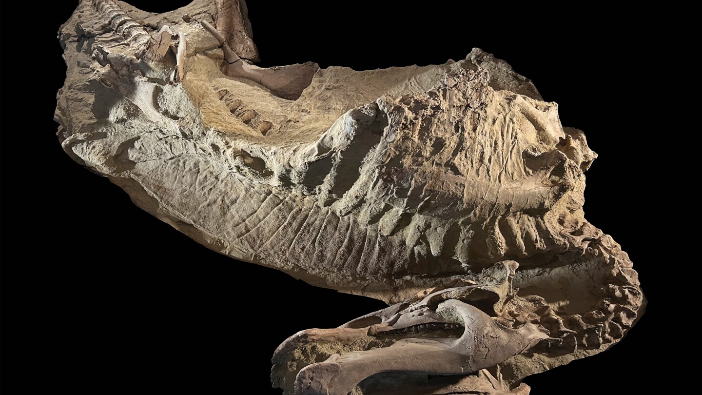 Rare dinosaur mummies help scientists recreate their prehistoric lives