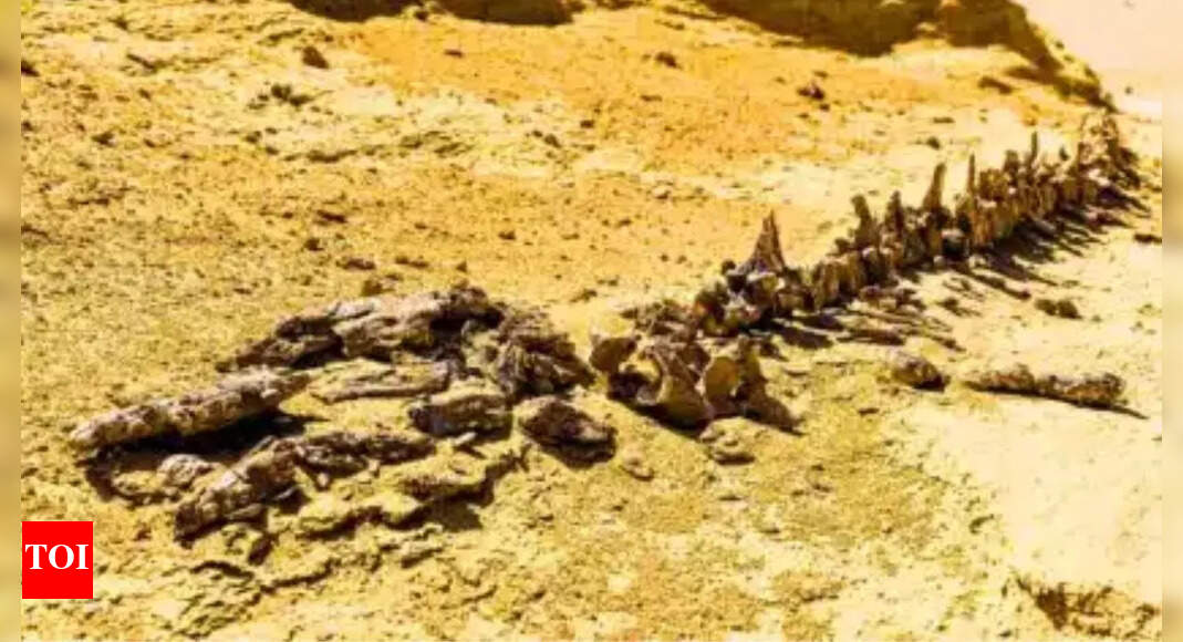 Chucarosaurus diripienda: The dinosaur so massive it shattered roads and transformed how scientists study titanosaurs |