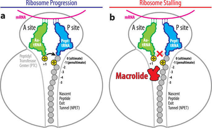 Structural insights into context-specific inhibition of bacterial translation by macrolides