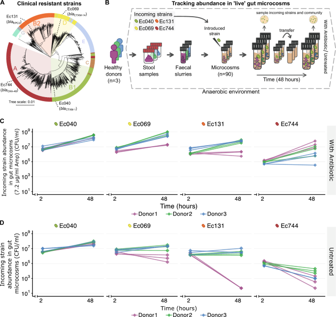 Multi-layered ecological interactions determine growth of clinical antibiotic-resistant strains within human microbiomes