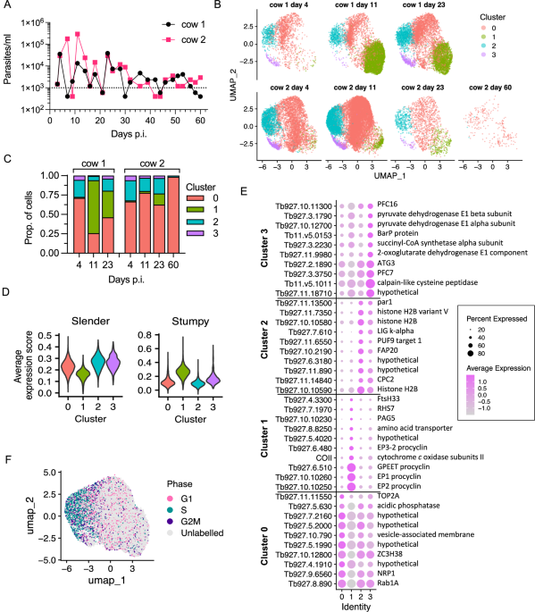 Trypanosoma brucei cattle infections contain cryptic transmission-adapted bloodstream forms at low parasitaemia