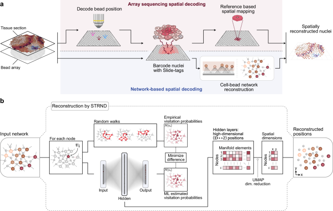 Hidden network preserved in Slide-tags data allows reference-free spatial reconstruction