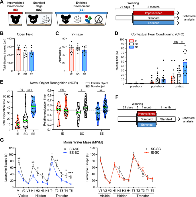 Neuronal type-specific modulation of cognition and AP-1 signaling by early-life rearing conditions
