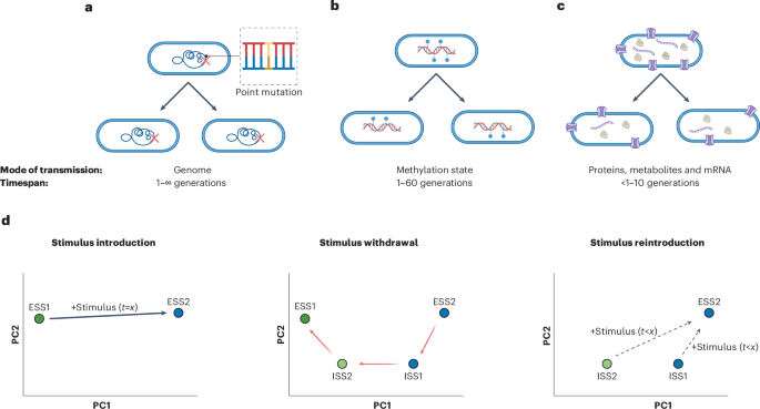 Exploring the concept of bacterial memory