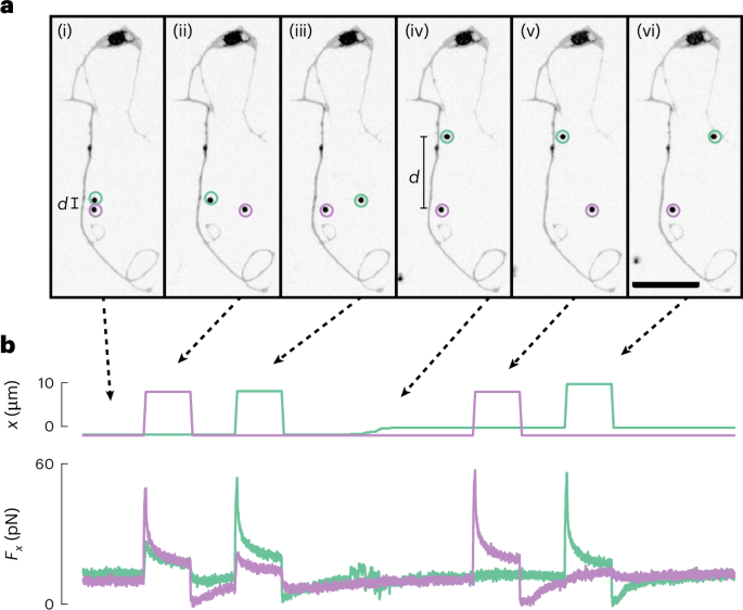 Short-range propagation of plasma membrane tension in neurons facilitated by periodic barriers