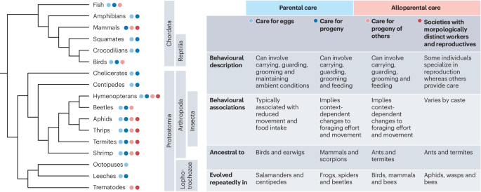 Convergent evolution of a conserved molecular network underlies parenting and sociality