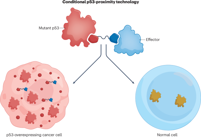Hijacking mutant p53 abundance | Nature Chemical Biology