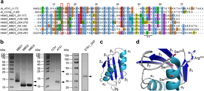 Molecular mechanism and structural models of protein-mediated copper transfer to the Arabidopsis thaliana ethylene receptor ETR1 at the ER membrane