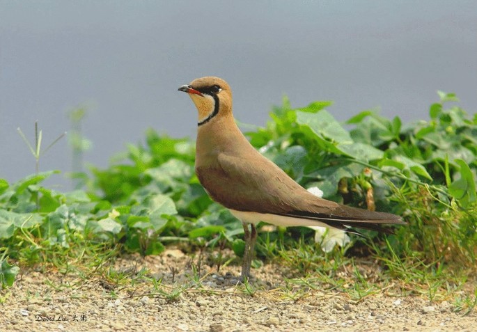 A sterna migration algorithm-based efficient bionic engineering optimization algorithm