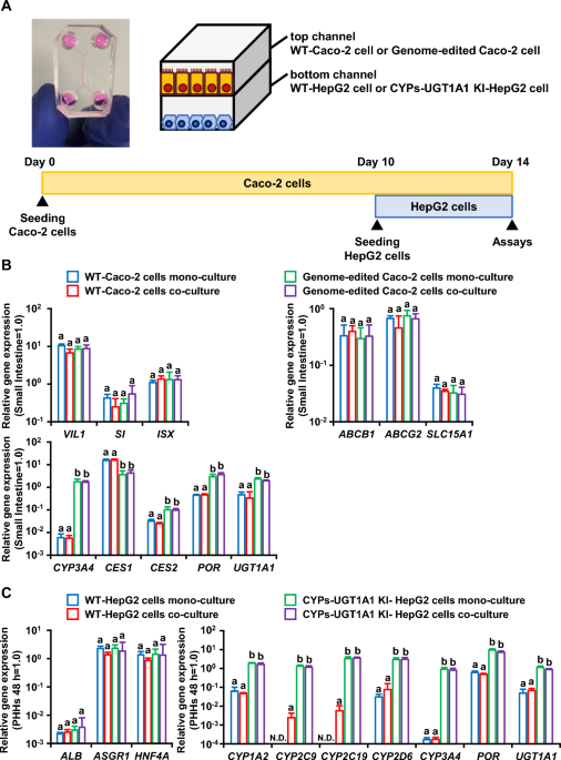 Genome edited intestine liver on a chip system for integrated intestinal hepatic drug absorption and metabolism evaluation