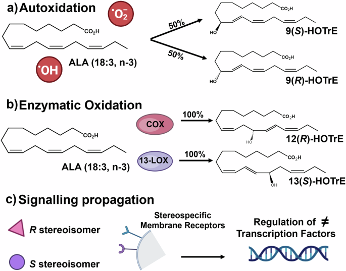 Octadecanoids as emerging lipid mediators in cnidarian-dinoflagellate symbiosis