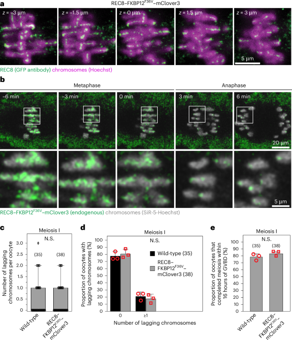 A versatile cohesion manipulation system probes female reproductive age-related egg aneuploidy
