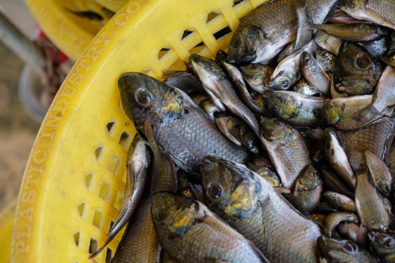Thai agri giant CPF sues activist over claims linking it to invasive fish outbreak