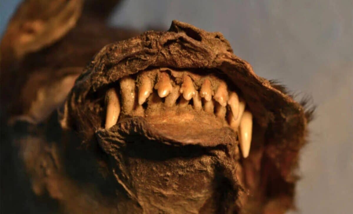 Frozen Puppy Discovered in Siberia With a Woolly Rhino Still in Its Stomach