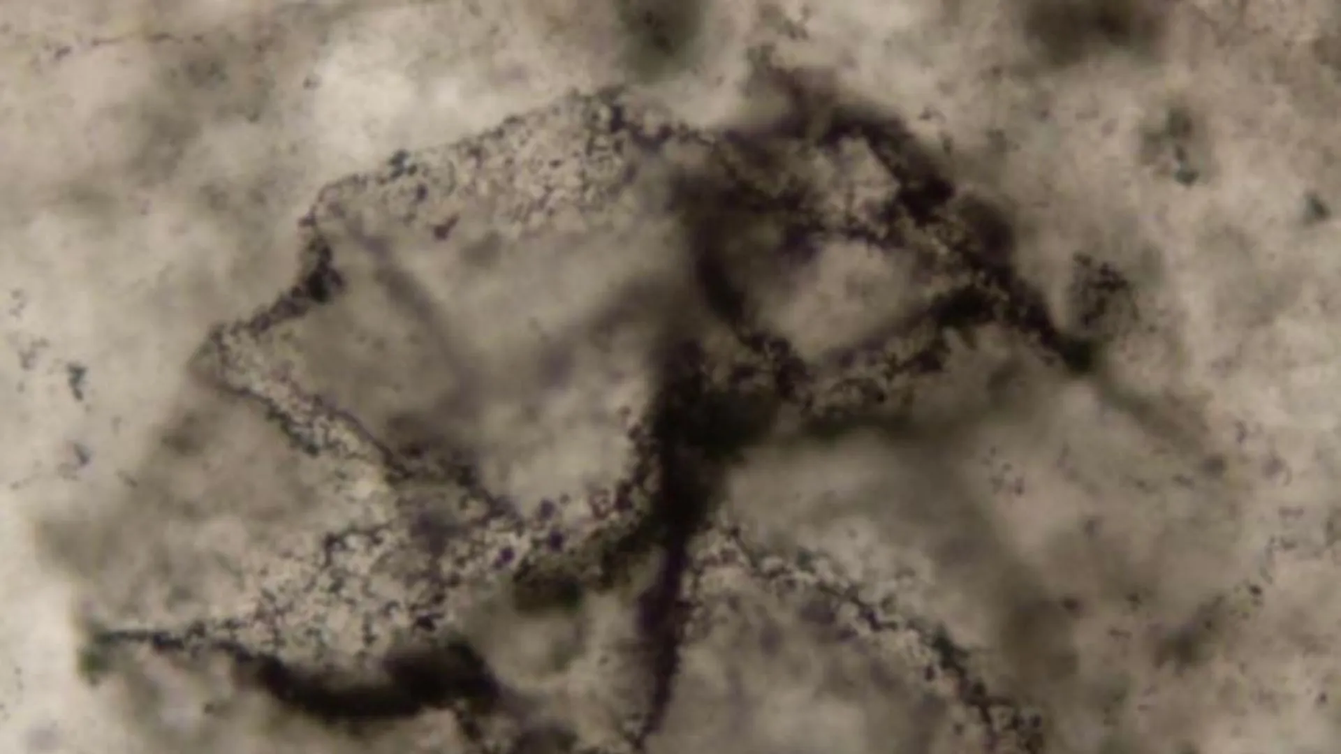 AI decodes ancient ‘whispers’ of life in 3.3 billion-year-old rocks