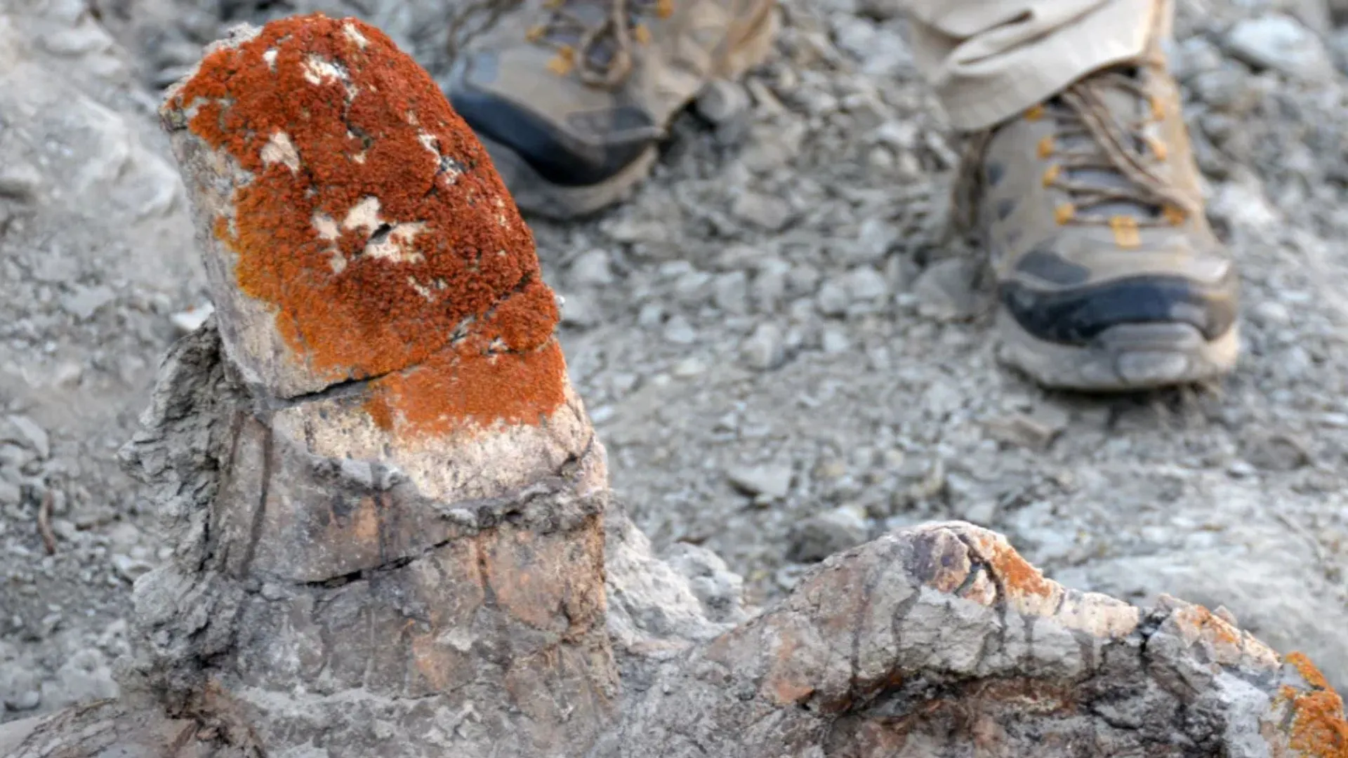 Millions of year old dinosaur fossils found using lichens, drones