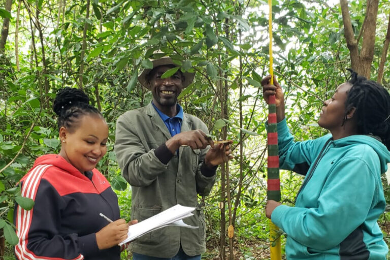 New arrangements should preserve Nairobi’s much-loved Karura Forest