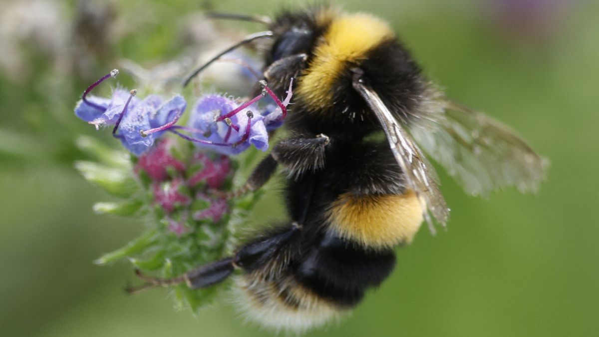 Scientists Have Trained Bumblebees to Understand a Form of Morse Code : ScienceAlert