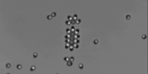 Physics – Active Matter Gets Solid