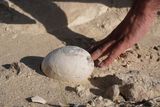 70-Million-Year-Old Dinosaur Egg Reveals Ancient Nesting Clues