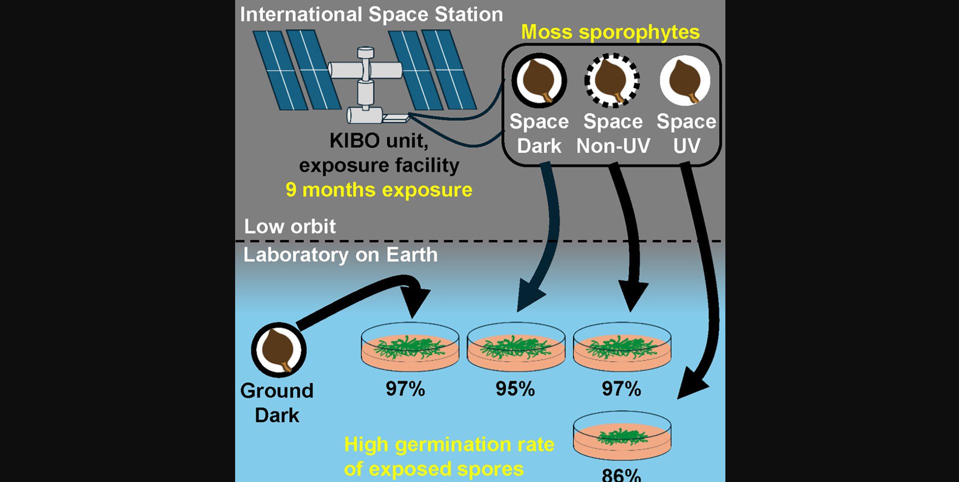 Testing The Survivability Of Moss In Space