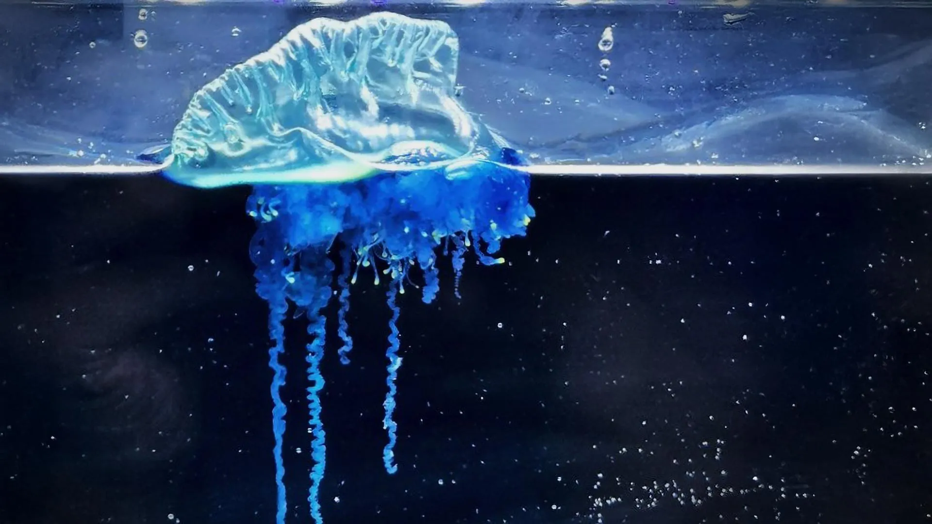 Japan’s new “samurai jellyfish” is simply stunning