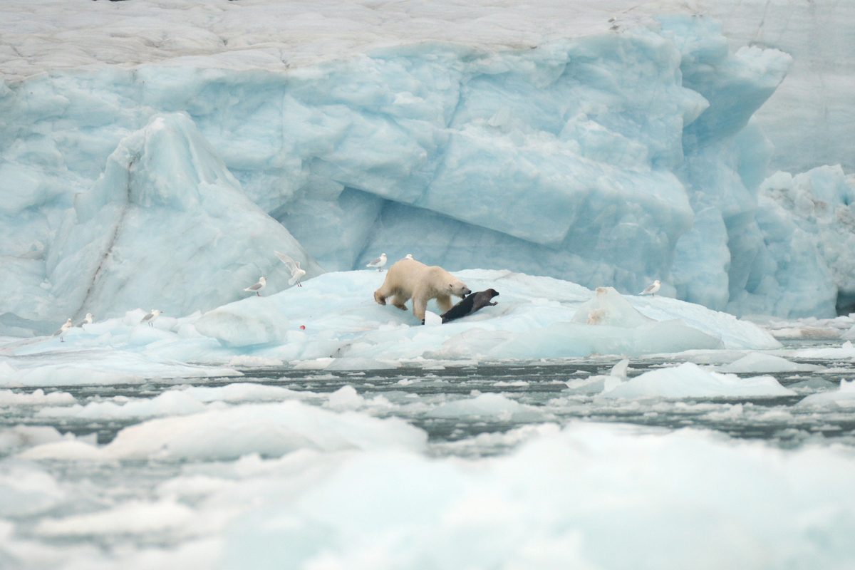 David Attenborough narrates astounding BBC footage of a ferocious polar bear launching itself at a trembling terrified seal
