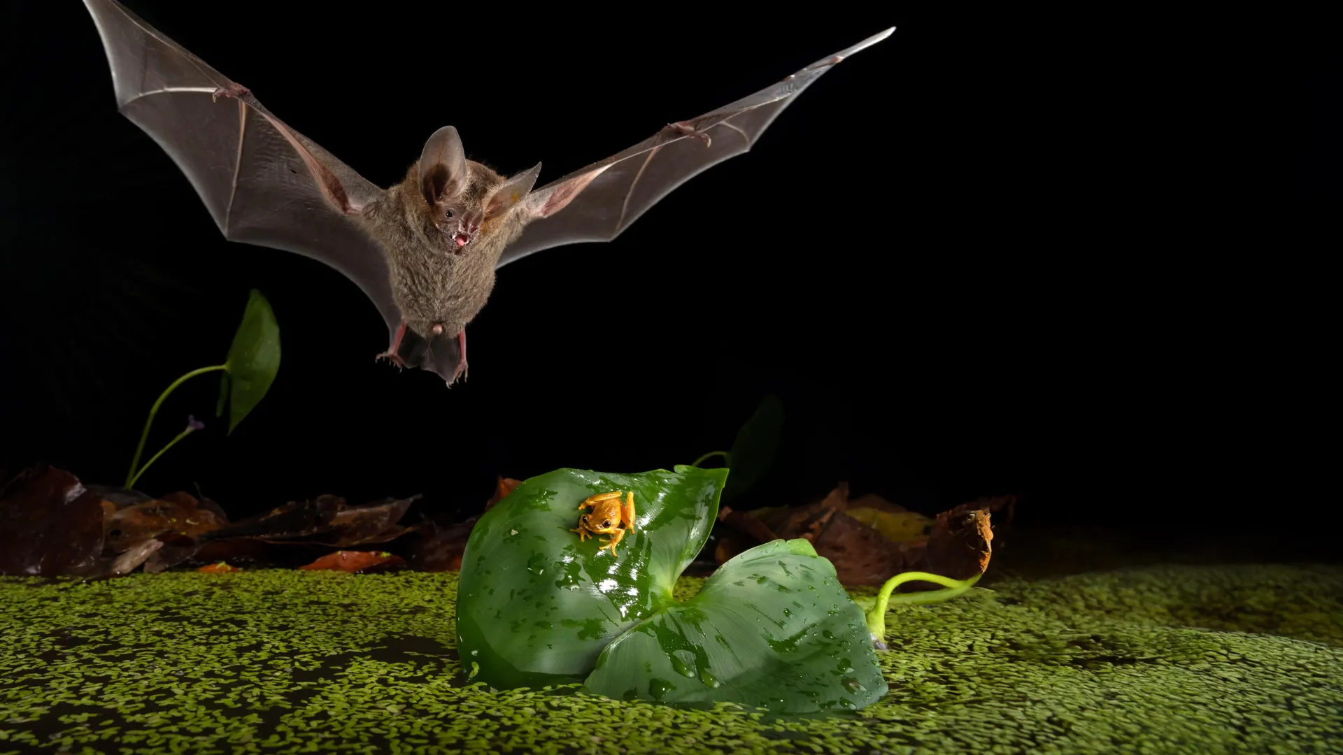 This tiny bat hunts like a lion, but better