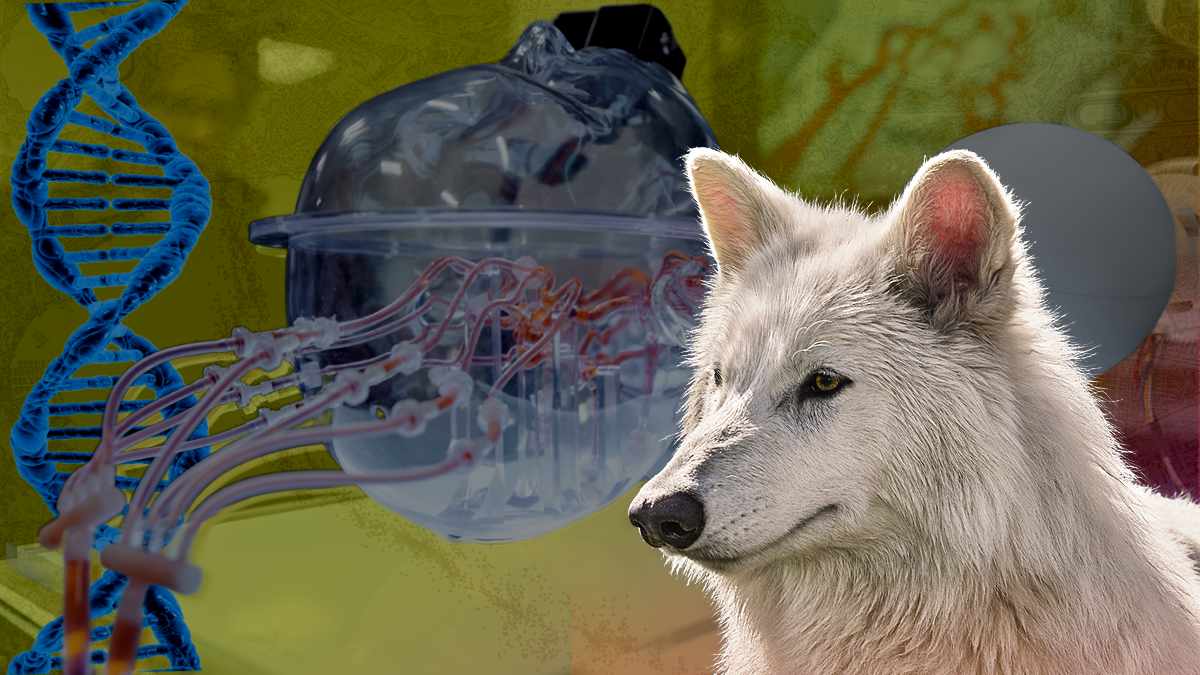 From Resurrecting Dire Wolf To One-Shot Treatment For Heart Diseases