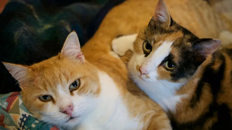 What gene makes orange cats orange? Scientists figured it out