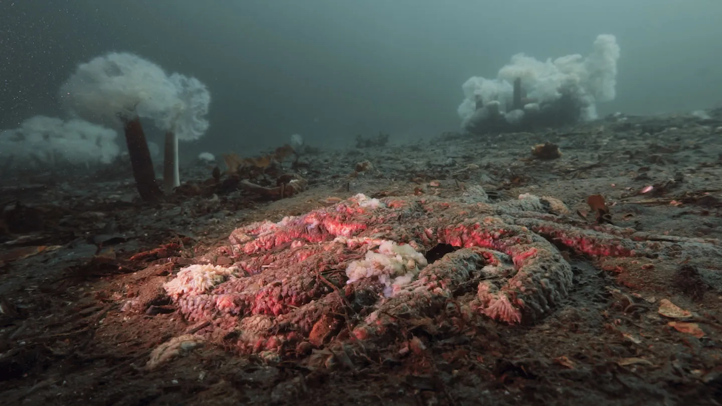 The mystery of melting sea stars may finally be solved 