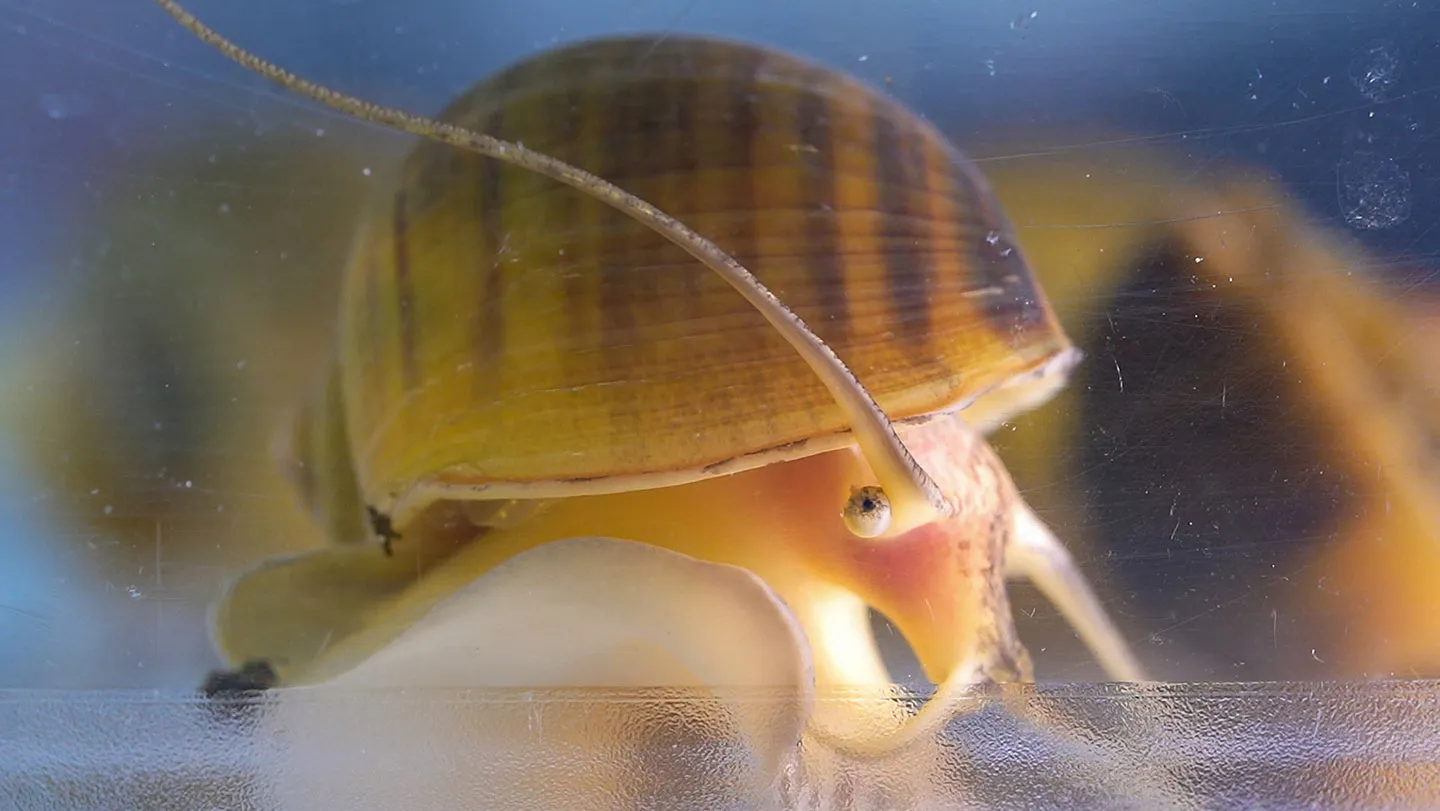 This snail may hold a secret to human eye regeneration