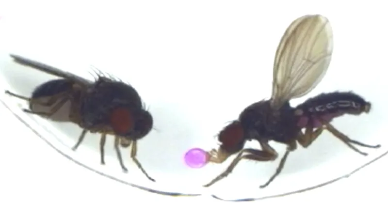 A single protein makes lovesick flies spill their guts