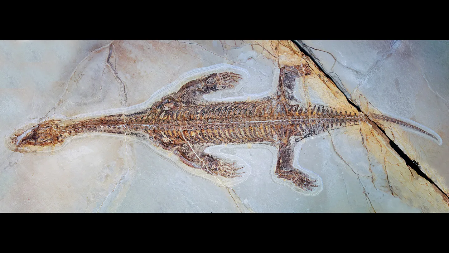 An ancient reptile’s fossilized skin reveals how it swam like a seal