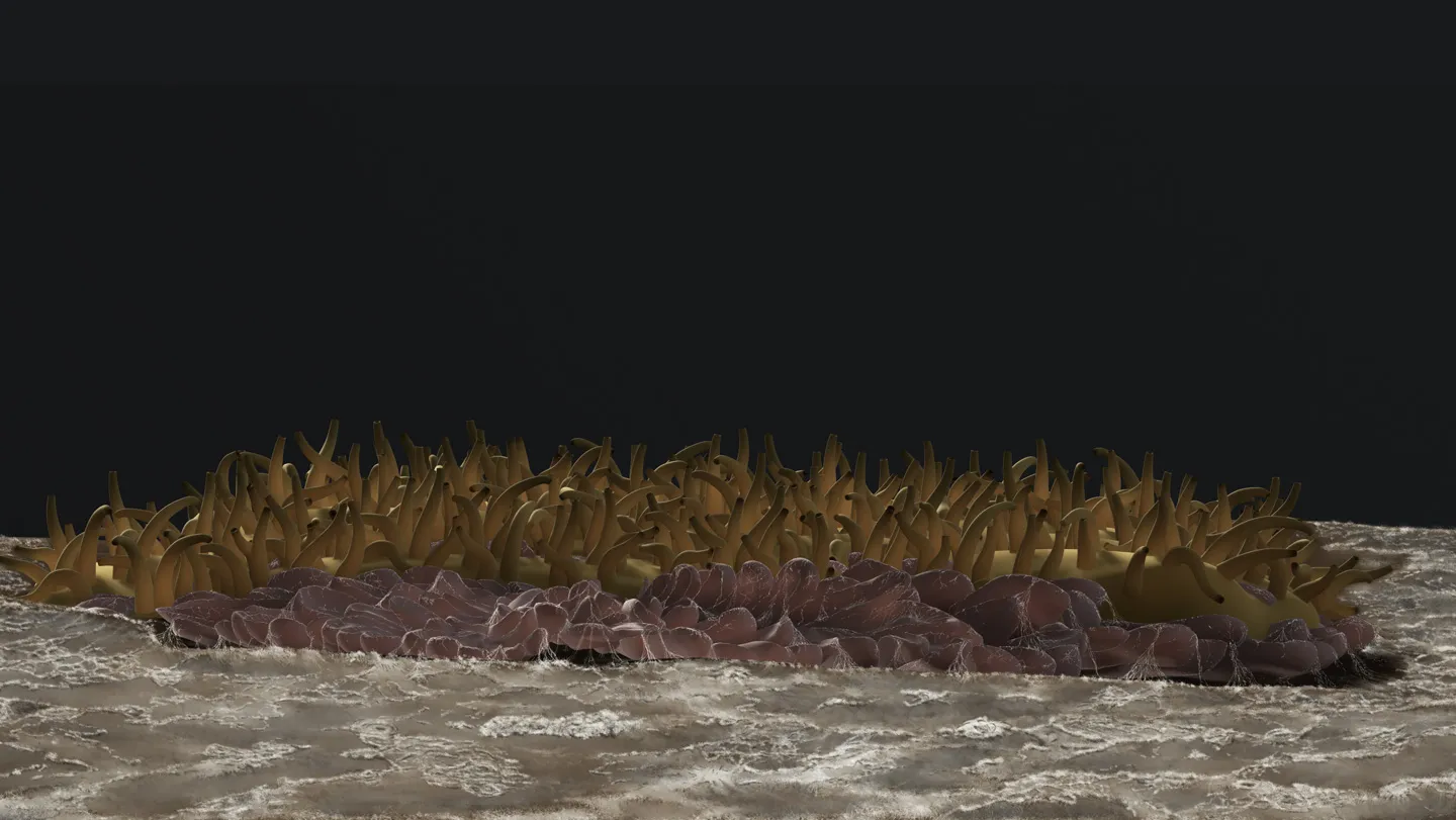 What may be one of Earth’s earliest animals has a punk rock vibe