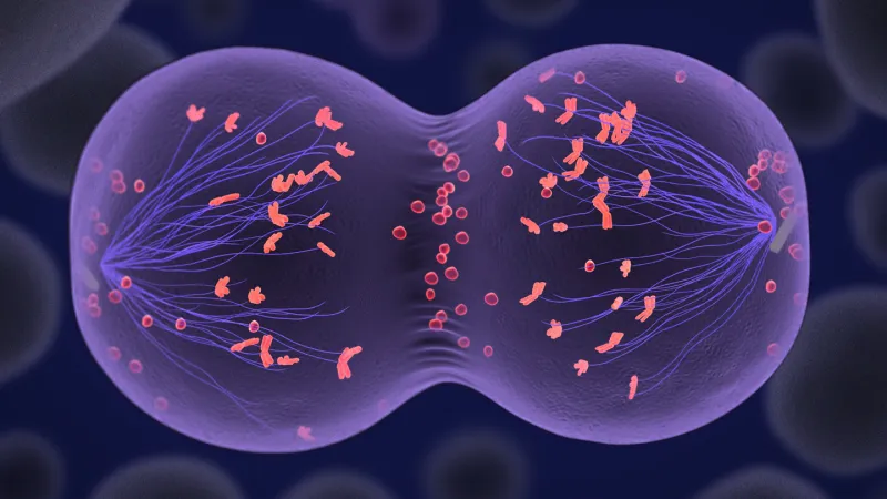 Scientists made human egg cells from skin cells