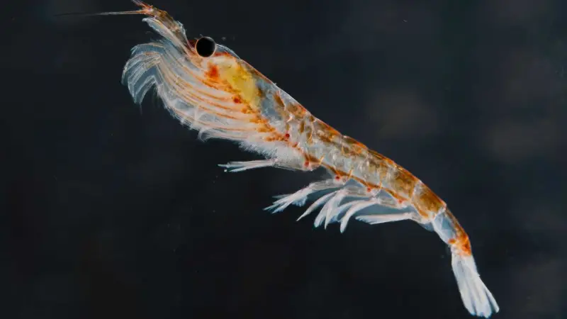 Antarctic krill eject more food when it’s contaminated with plastic