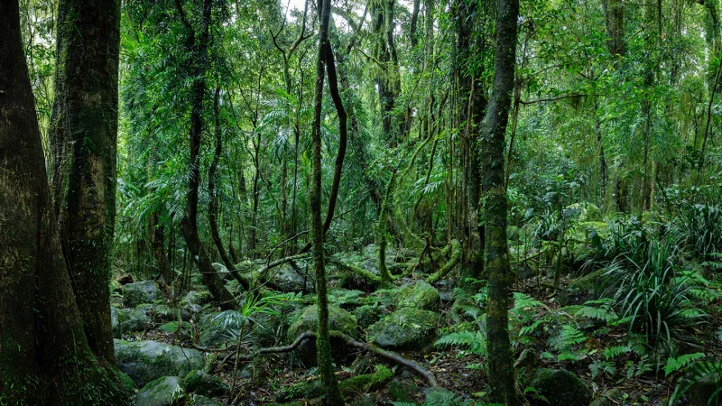 Australia’s tropical forests now emit CO₂, clouding the COP30 talks