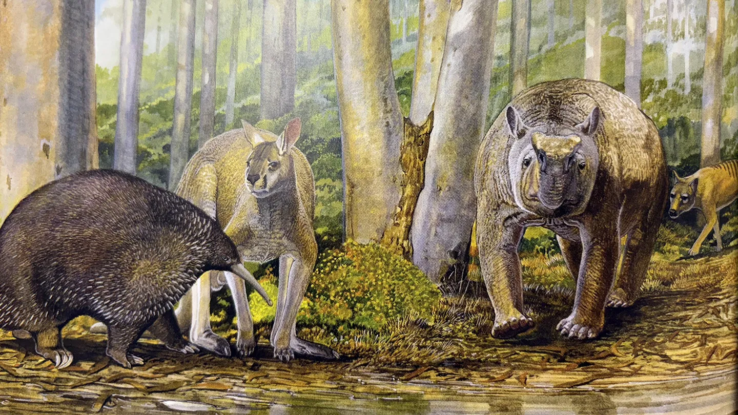 An ancient bone recasts how Indigenous Australians treated megafauna
