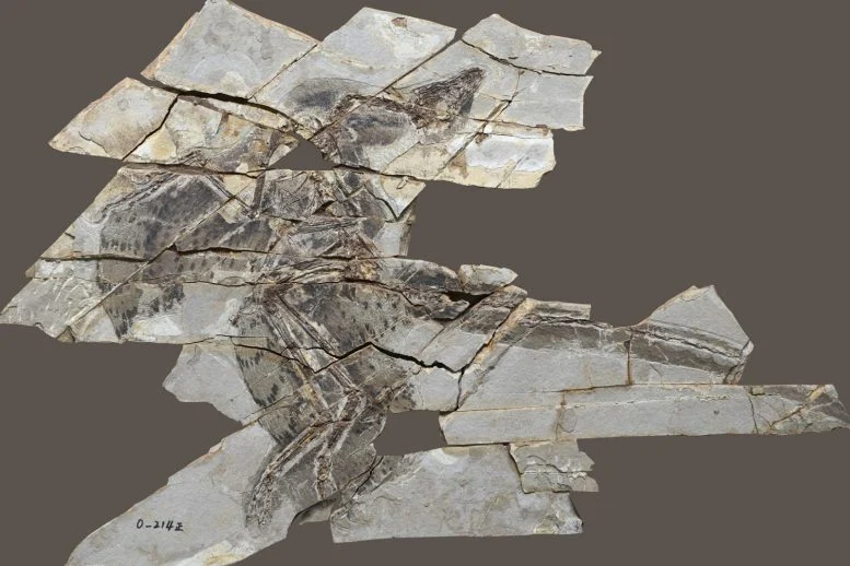 Feathered Dinosaurs That Didn’t Fly Challenge Long-Held Ideas About Wing Evolution