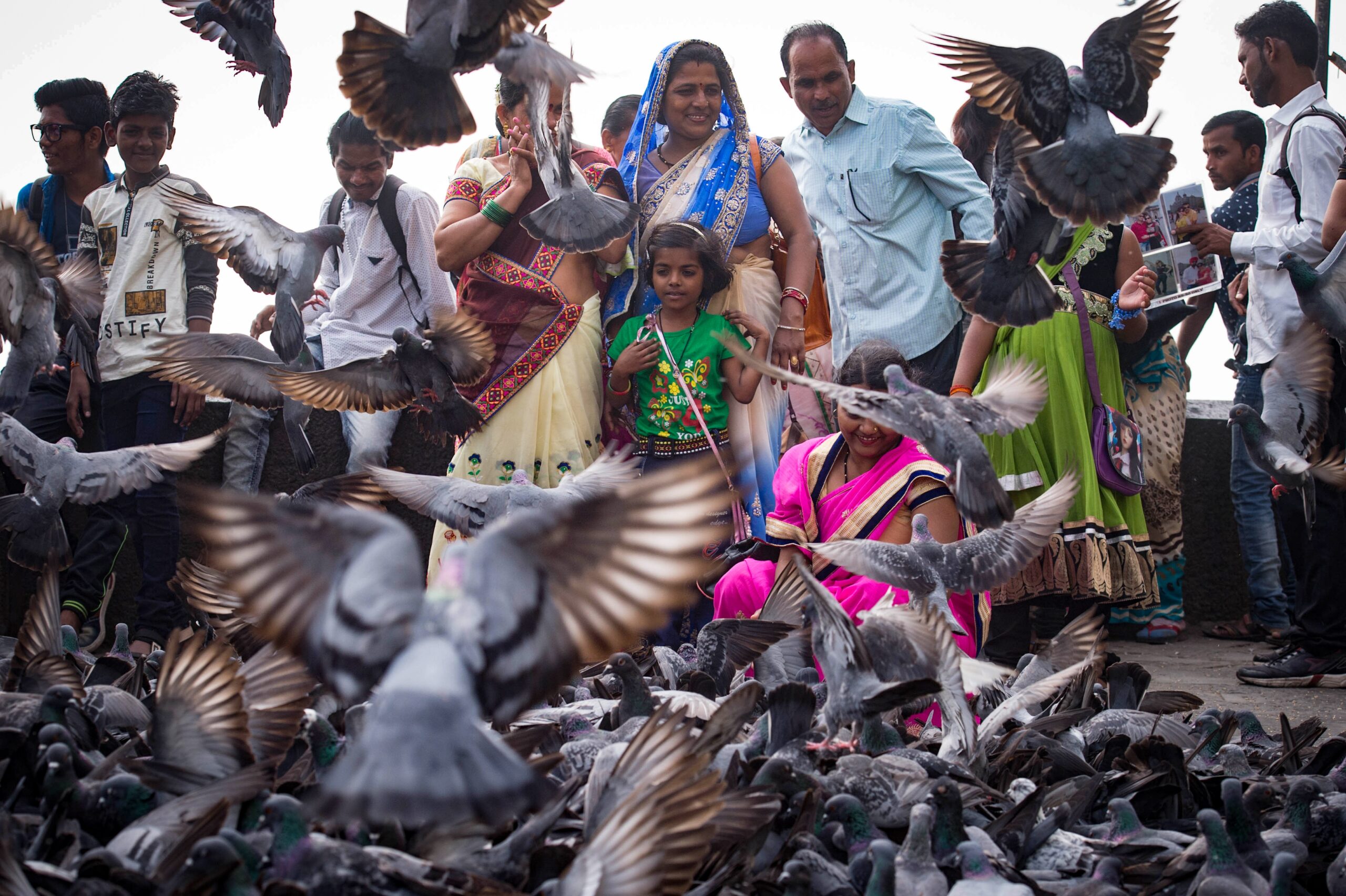 A ban on feeding pigeons ruffles lots of feathers in Mumbai
