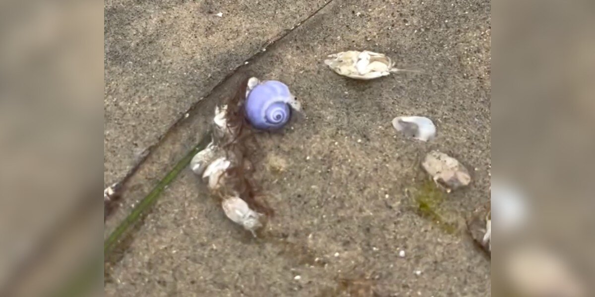 Woman On Beach Stroll Stumbles Upon Rare Purple Animal Not Seen In A Decade