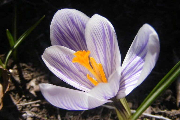 Striking ‘red gold’ with saffron farming in Algeria: Interview with Keltouma Adouane