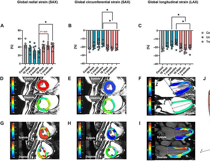 Reconnecting the vagus nerve to the heart through nerve conduit preserves cardiac function in a minipig model of right cardiac vagotomy | Science Translational Medicine