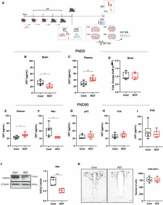 The oxytocin system mediates behavioral and neurobiological alterations associated with early adversity