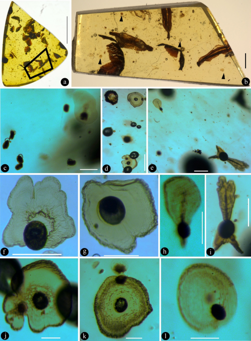 Fossil evidence of orchid-like dust seeds in Myanmar amber featuring early angiosperm radiation